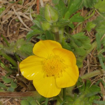 Ranunculus bulbosus * Bulbous Buttercup