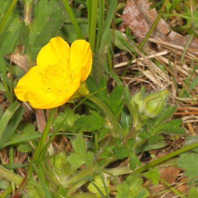 Ranunculus bulbosus * Bulbous Buttercup