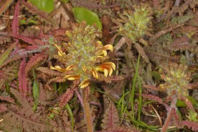 Pedicularis canadensis * Canadian lousewort
