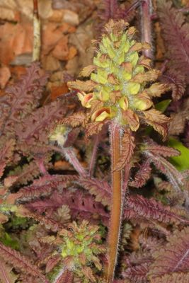 Pedicularis canadensis * Canadian lousewort