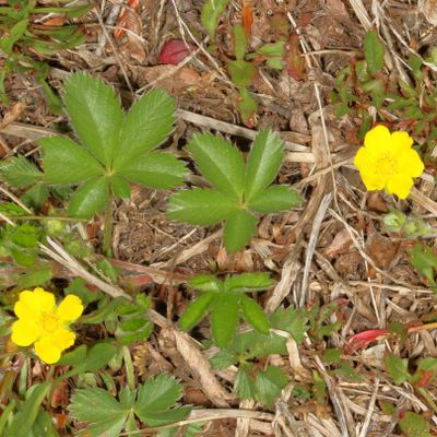 Potentilla canadensis * Dwarf Cinquefoil