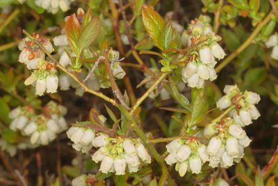 Vaccinium angustifolium * Lowbush Blueberry