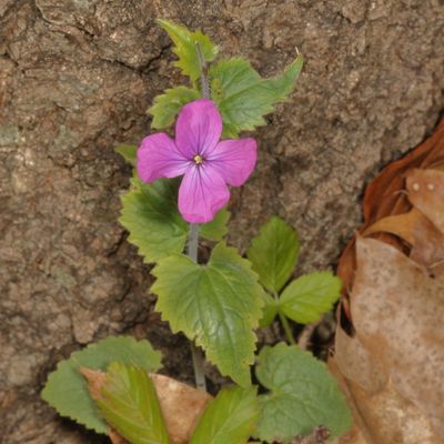 Lunaria annua * Annual Honesty