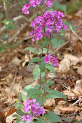 Lunaria annua * Annual Honesty
