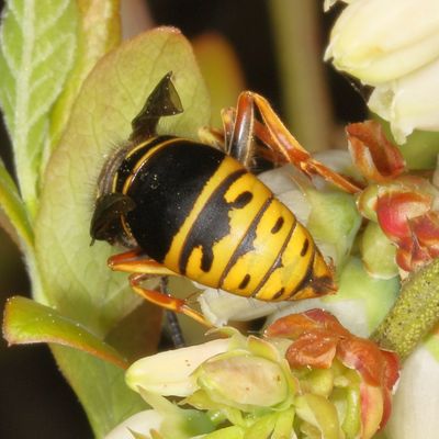 Vespula vidua * Widow Yellowjacket
