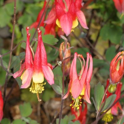 Aquilegia canadensis * Red Columbine