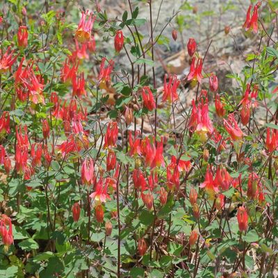 Aquilegia canadensis * Red Columbine