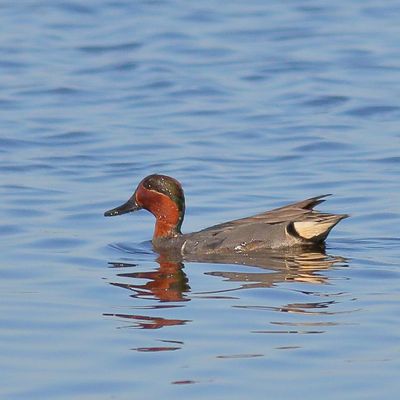 Green-winged Teal ♂