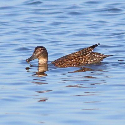 Green-winged Teal ♀
