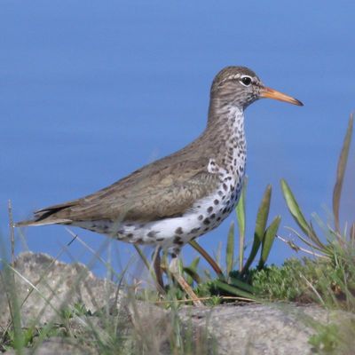 Spotted Sandpiper