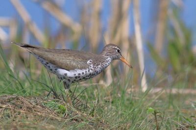 Spotted Sandpiper
