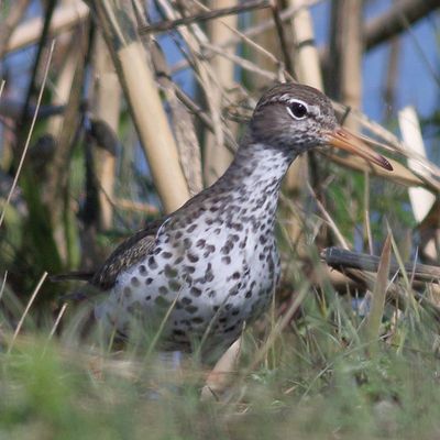 Spotted Sandpiper