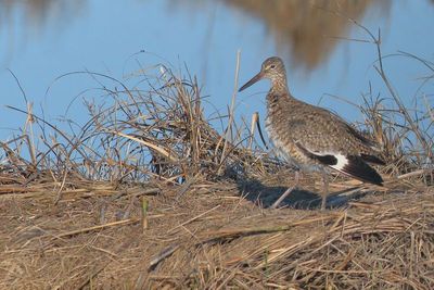 Willet