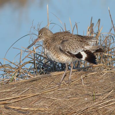 Willet