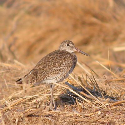 Willet