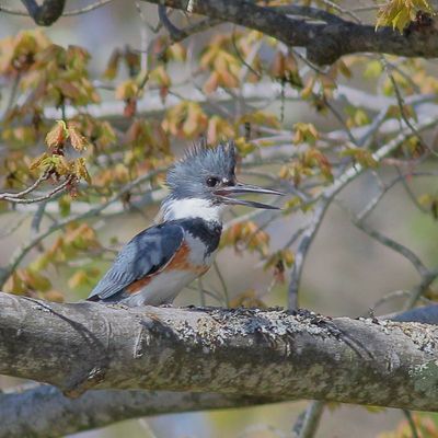 Belted Kingfisher  ♀