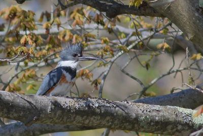 Belted Kingfisher