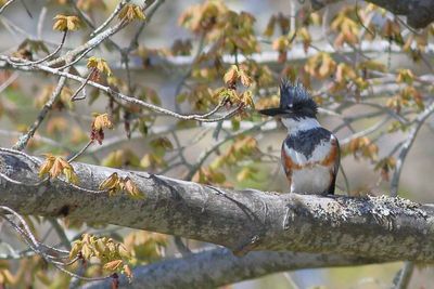 Belted Kingfisher  ♀