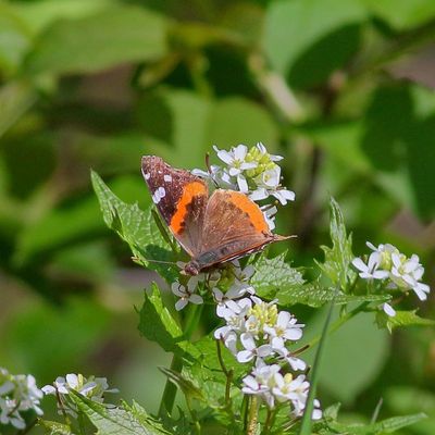 Red Admiral