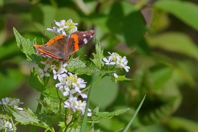 Red Admiral