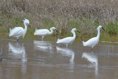 Snowy Egret