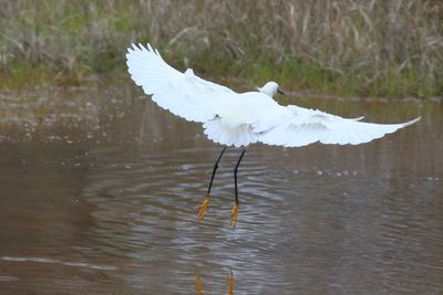 Snowy Egret