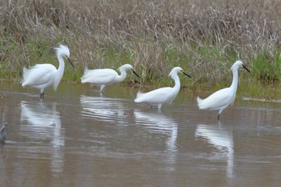 Snowy Egret