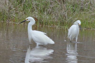 Snowy Egret