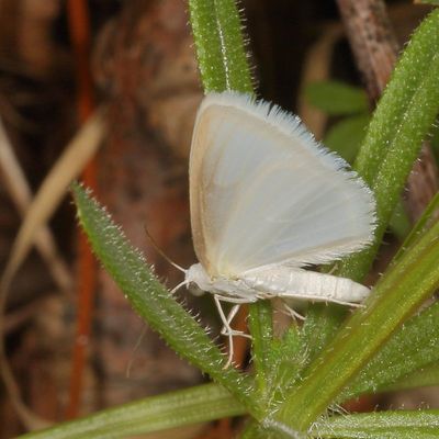 Hodges#6667 * Lomographa vestaliata * White Spring Moth