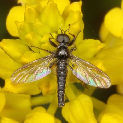 Bibio lanigerus
