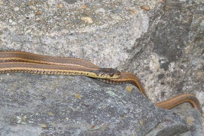 Eastern Garter Snake