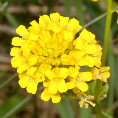 Barbarea vulgaris * Bittercress