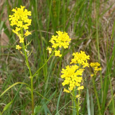 Barbarea vulgaris * Bittercress