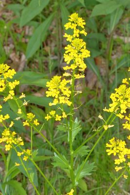 Barbarea vulgaris * Bittercress