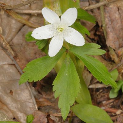 Anemonoides quinquefolia * Wood Anemone