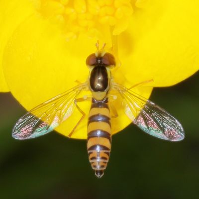 Genus Sphaerophoria