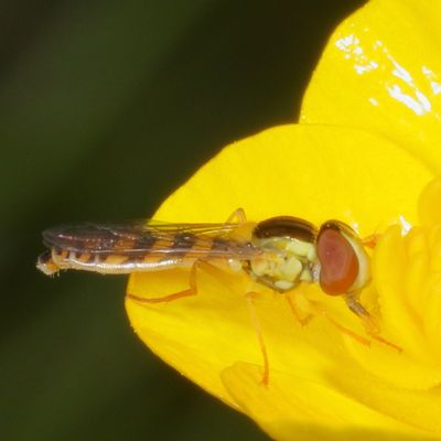 Genus Sphaerophoria