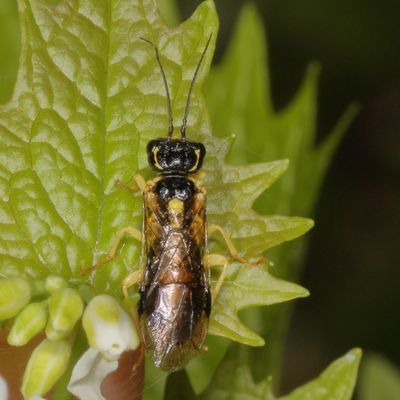 Pamphiliidae * Webspinning & Leafrolling Sawflies