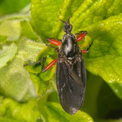 Bibio femoratus  ♀