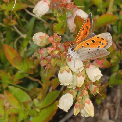 American Copper