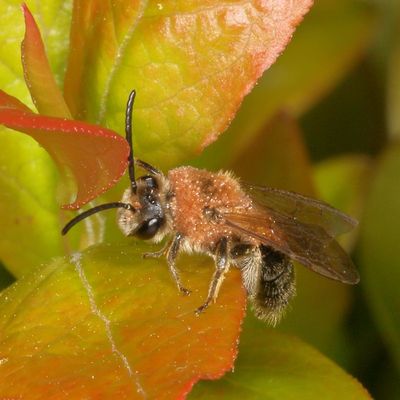 Genus Andrena