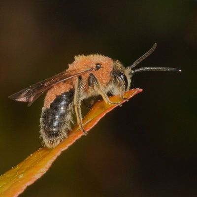 Genus Andrena
