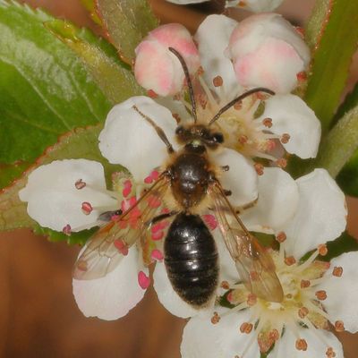 Genus Andrena
