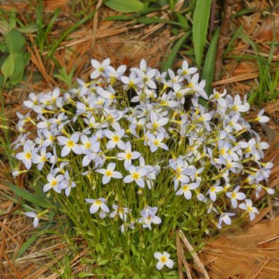 Houstonia caerulea * Azure Bluet