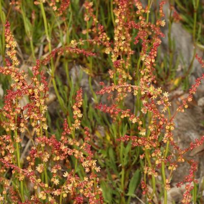 Rumex acetosella * Sheep's Sorrel