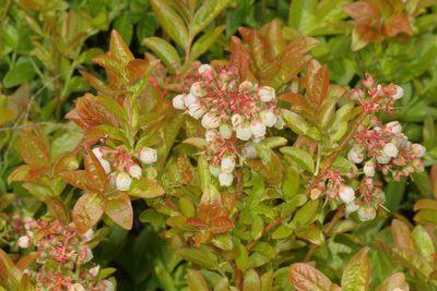 Vaccinium angustifolium * Lowbush Blueberry