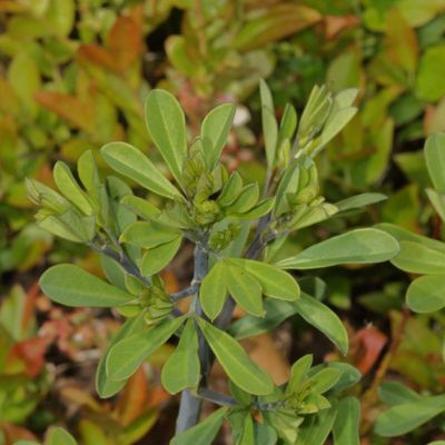 Baptisia tinctoria * Eastern Wild Indigo