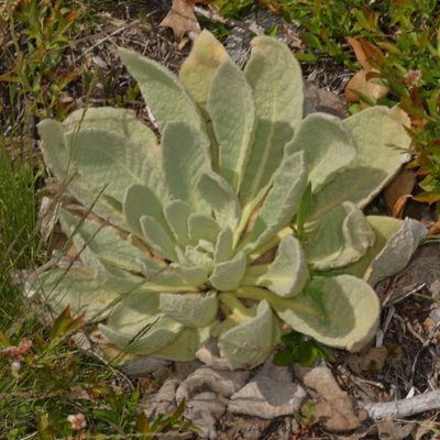 Verbascum thapsus * Great Mullein