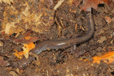 Red Backed Salamander - Lead back Phase
