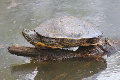 Red-eared Slider